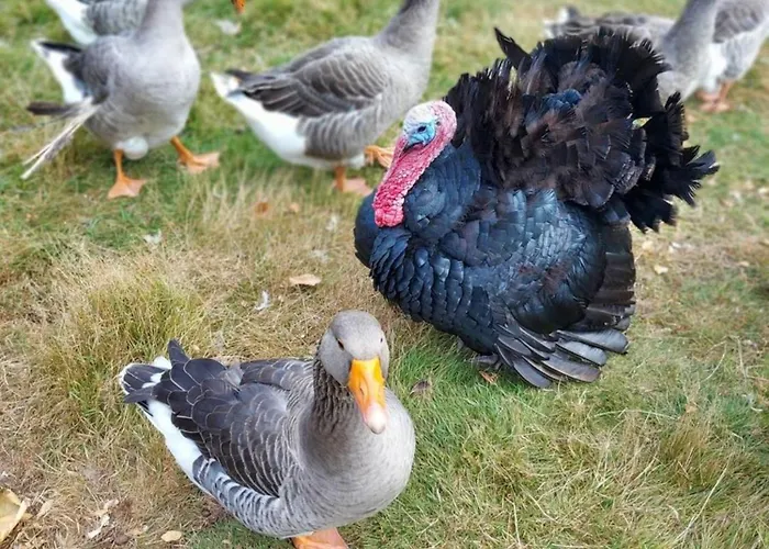 Dom wakacyjny La Herriere Meral